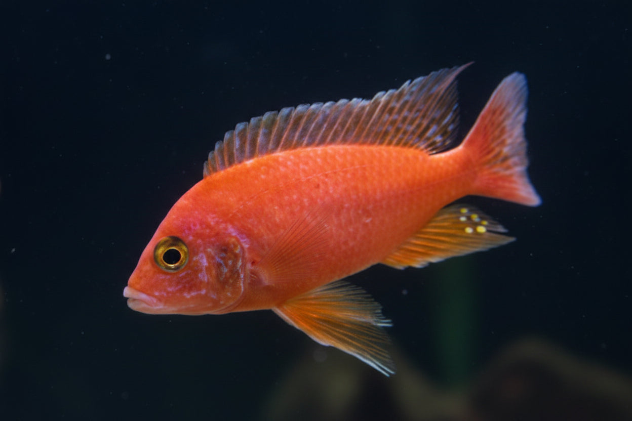 AULONOCARA PEACOCK (RED)