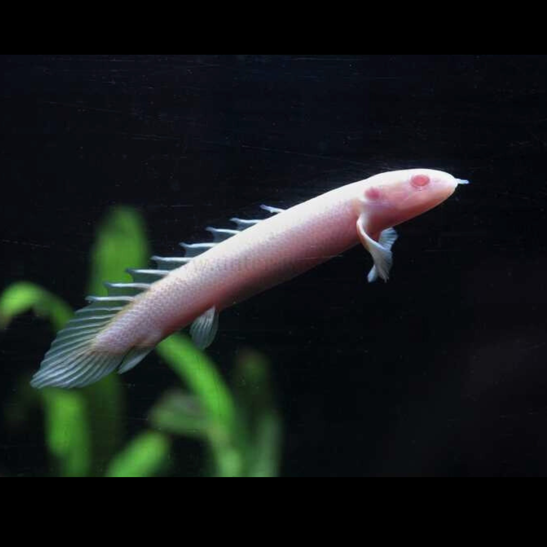 Guinean Bichir Albino freshwater fish side profile in aquarium