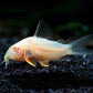 Corydoras sterbai albino