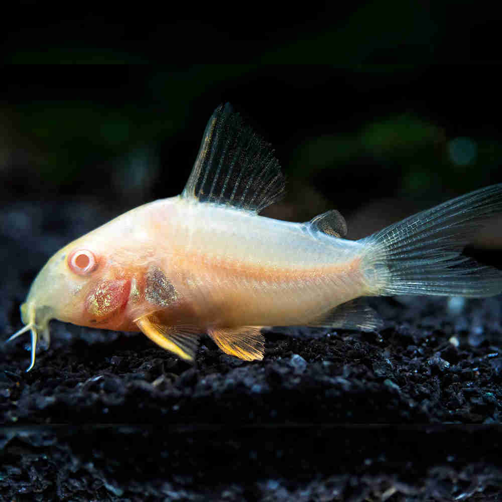 Corydoras sterbai albino