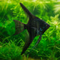 Black angelfish 