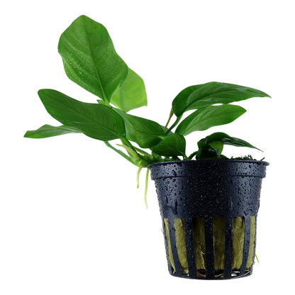Anubias barteri nana