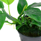 Anubias barteri nana