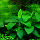 Anubias barteri nana
