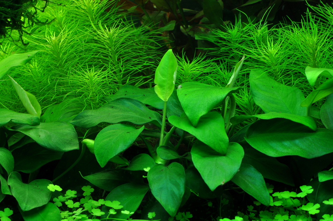 Anubias barteri nana
