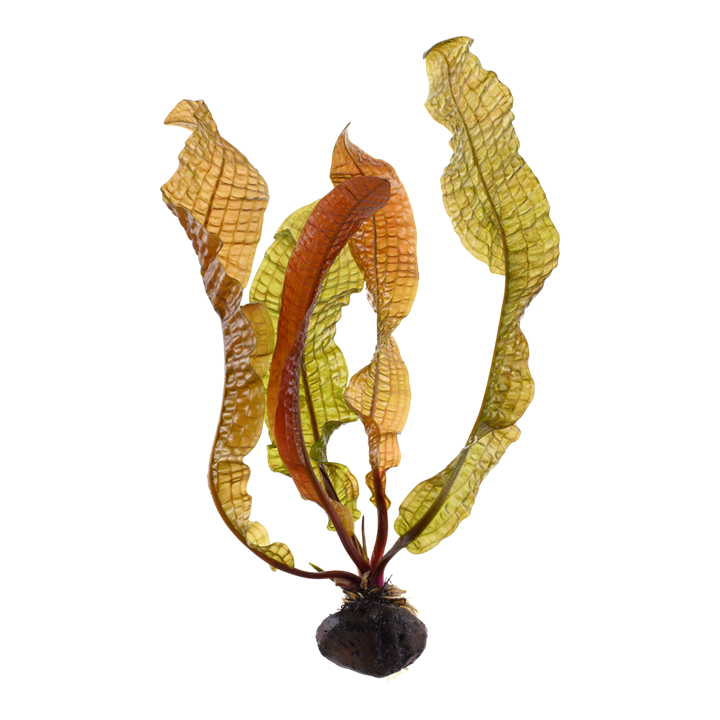 Aponogeton boivinianus
