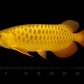 24K GOLDEN AROWANA
