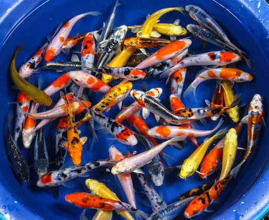 KOI - GRADE A 6-7 Inch
