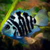 BLUE TIGER PARROT