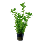 Bacopa caroliniana