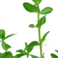 Bacopa caroliniana