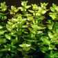 Bacopa caroliniana