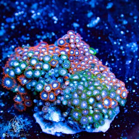 Bicolor mix zoo Proplatoya