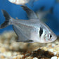 Black Phantom Tetra