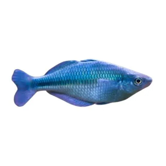 Blue Rainbow