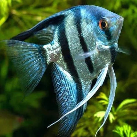 Blue Pinoy