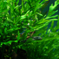 Bolbitis heudelotii