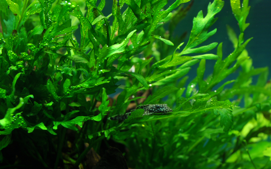 Bolbitis heudelotii