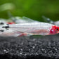 Brilliant Head Rummy Nose Tetra