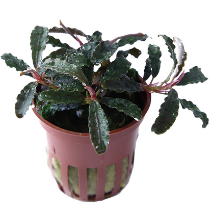 Bucephalandra