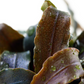 Bucephalandra