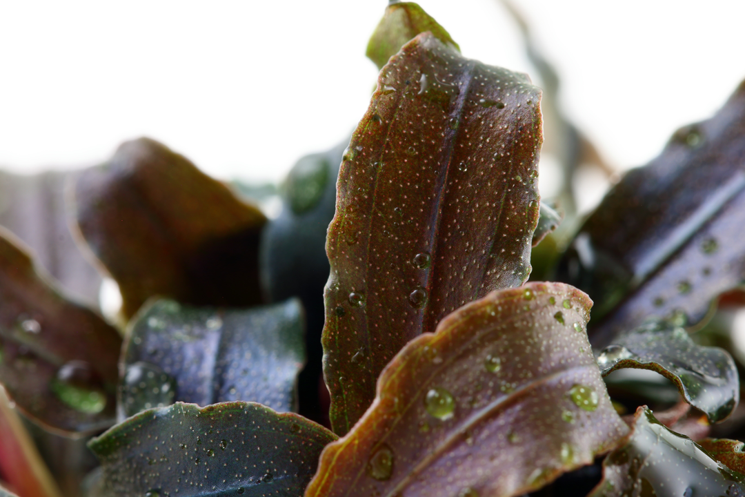 Bucephalandra