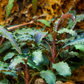 Bucephalandra