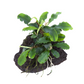 Bucephalandra