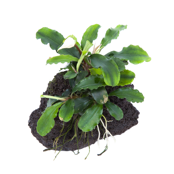 Bucephalandra