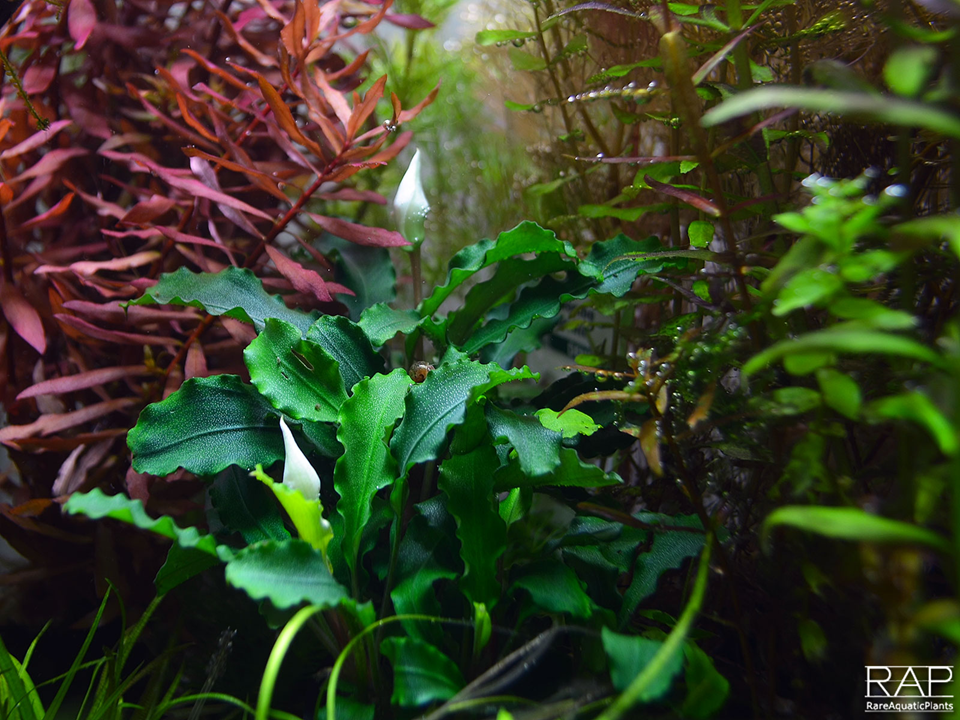 Bucephalandra