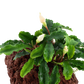 Bucephalandra