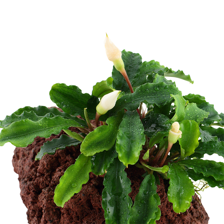 Bucephalandra