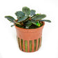 Bucephalandra