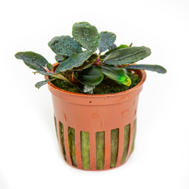 Bucephalandra