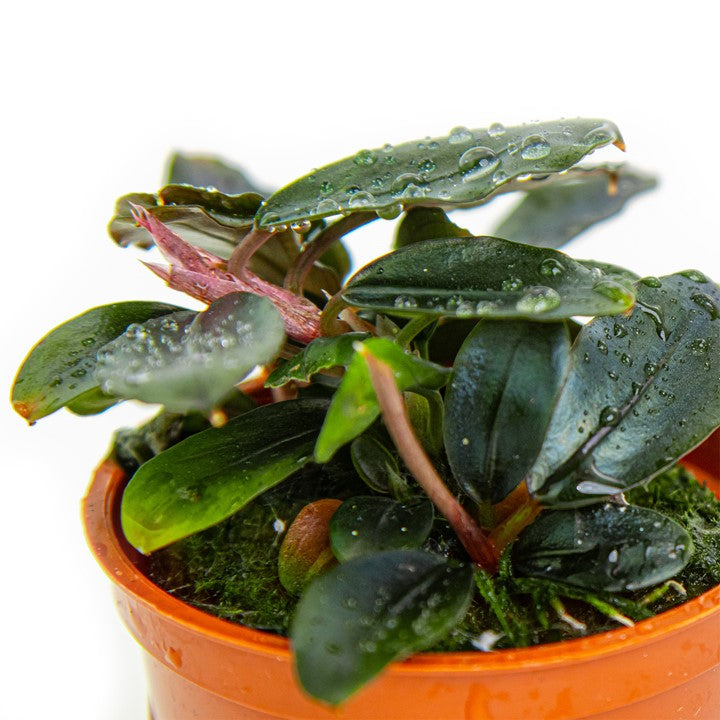 Bucephalandra