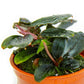 Bucephalandra