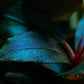 Bucephalandra
