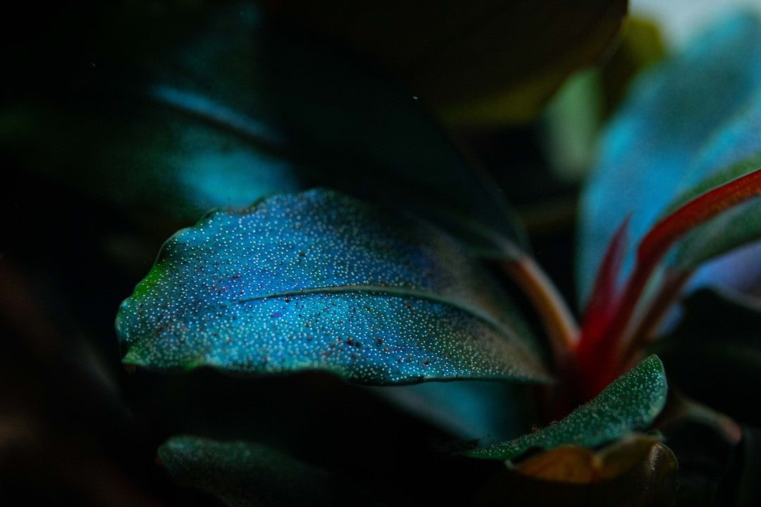 Bucephalandra