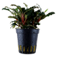 Bucephalandra