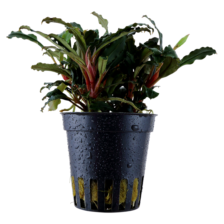 Bucephalandra