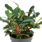 Bucephalandra