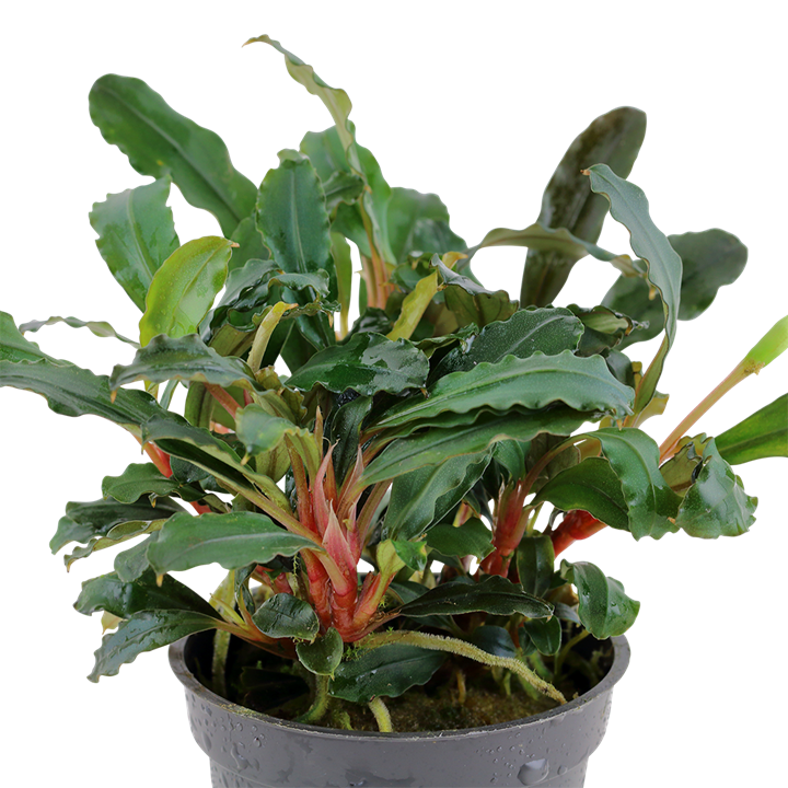Bucephalandra