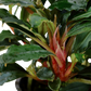 Bucephalandra