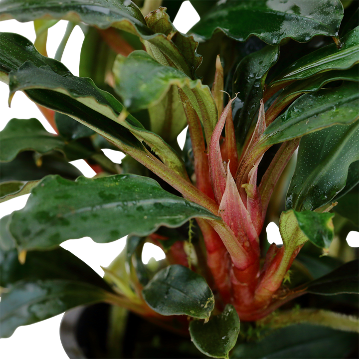 Bucephalandra