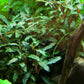 Bucephalandra