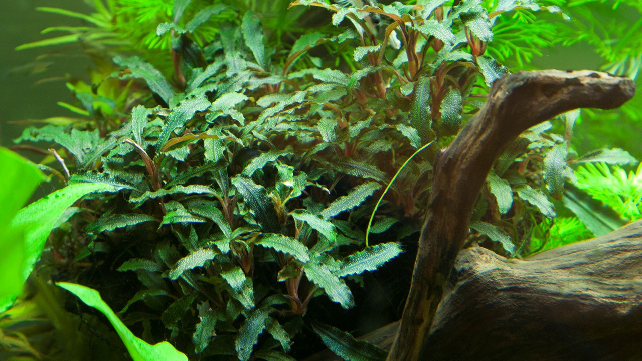 Bucephalandra