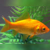 GOLD FISH - YELLOW CANARY