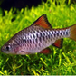 CHECKERED BARB