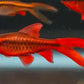 Cherry Barb Long Fin