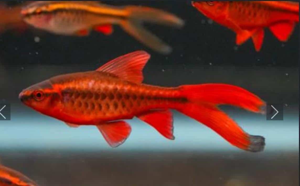 Cherry Barb Long Fin